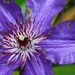 May 28: Clematis by daisymiller
