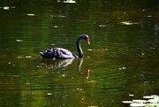 21st Nov 2020 - Late Afternoon Reflection Of A Swan ~      