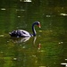 Late Afternoon Reflection Of A Swan ~       by happysnaps