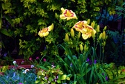 21st Nov 2020 -  Variegated Day Lily ~            