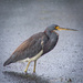 Tricolored heron in the rain  by dutchothotmailcom