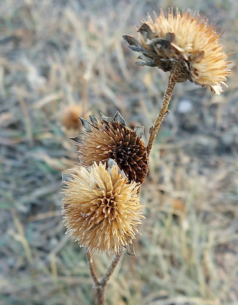 Dried Flowers  by harbie