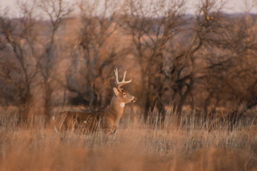Buck Profile by kareenking
