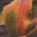Tri-color pear tree leaf by monikozi