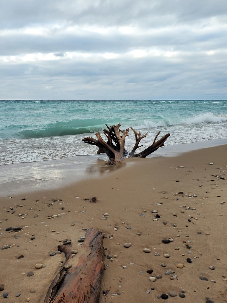 sand tree by edorreandresen