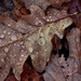 Oak Leaves by jamibann
