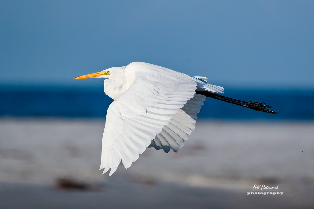 Fly-by, a Great White Egret by photographycrazy