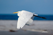 21st Nov 2020 - Fly-by, a Great White Egret