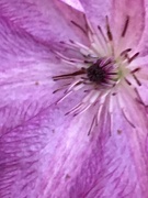 5th Nov 2020 - Clematis Flower