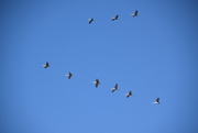 21st Nov 2020 - Migrating Cranes
