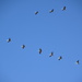 Migrating Cranes by bigdad