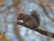 21st Nov 2020 - Eastern gray squirrel