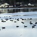 A gaggle of geese by mjmaven