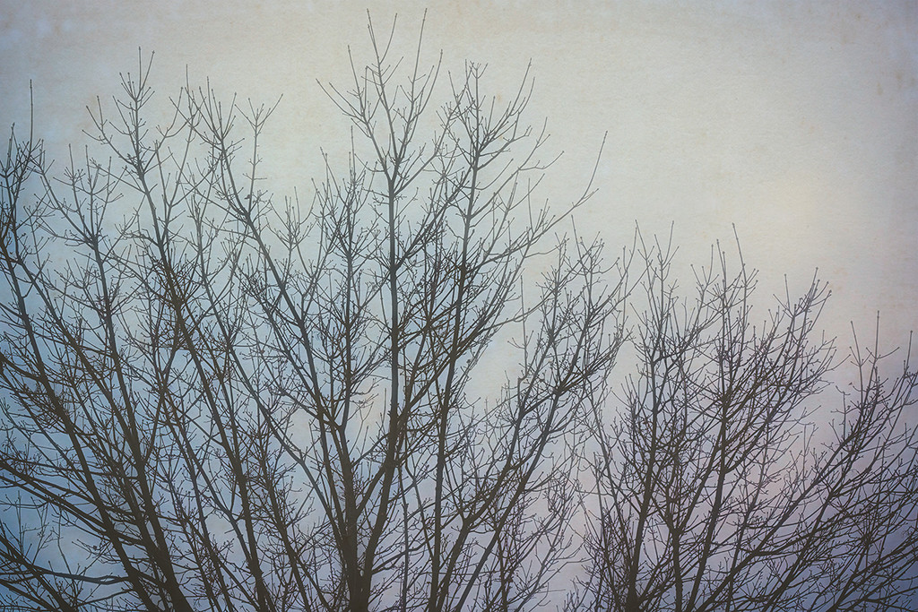 Lacy Branches, Pastel Sky by gardencat