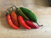 22nd Nov 2020 - “Hot” Peppers