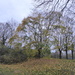 Leaf drop close to completion... by speedwell