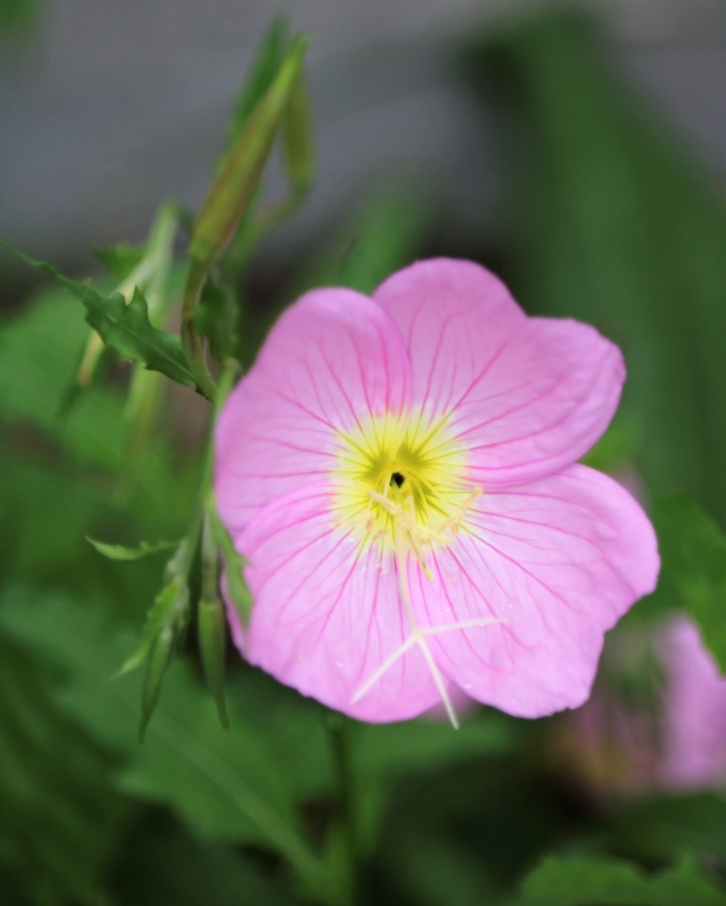 May 29: Pink Primrose by daisymiller