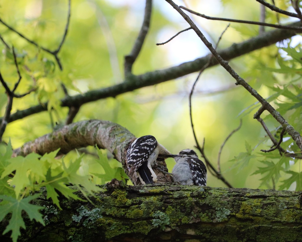 May 30: Downy Woodpeckers by daisymiller