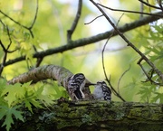 30th May 2020 - May 30: Downy Woodpeckers