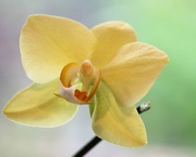 31st May 2020 - May 31: Orchid