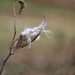 November 21: Milkweed by daisymiller