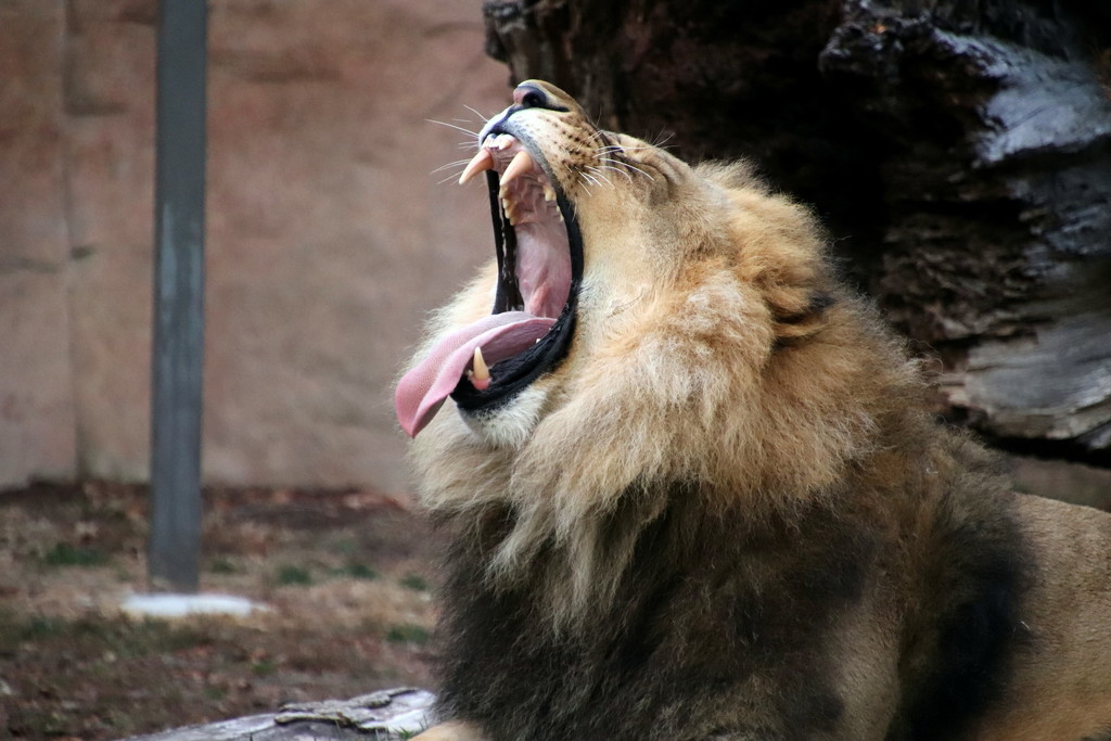 A Big Yawn by randy23