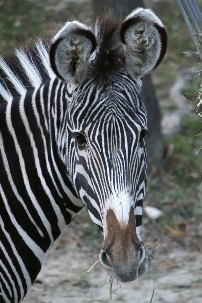 The Zebra by randy23