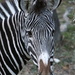 The Zebra by randy23