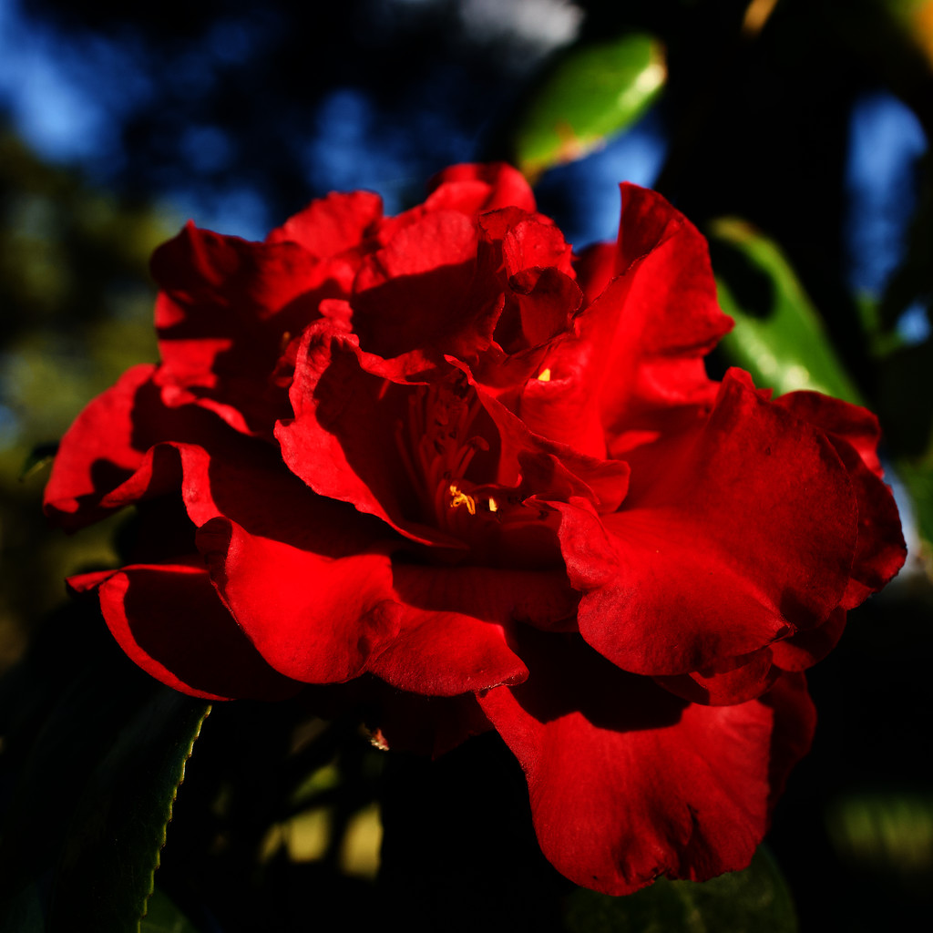 Camellia japonica by eudora
