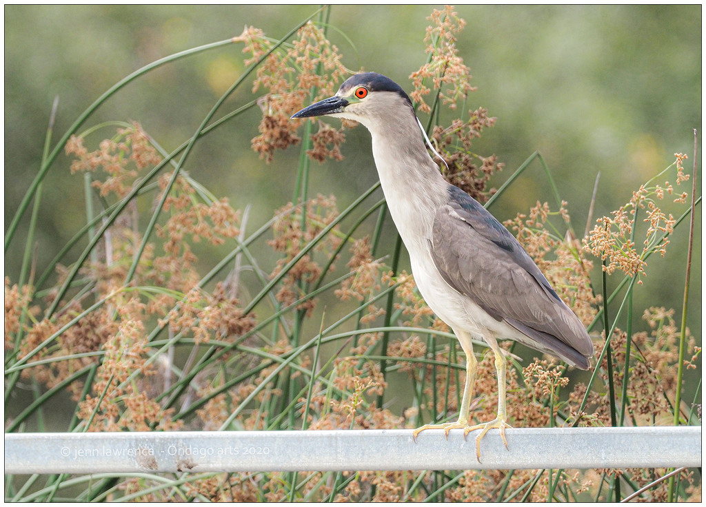 Afternoon Night Heron by aikiuser