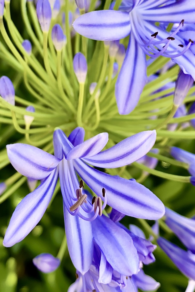 Slightly processed agapanthus.  by johnfalconer