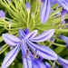 Slightly processed agapanthus.  by johnfalconer