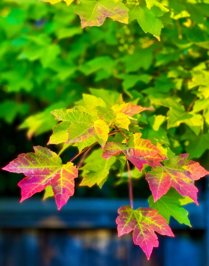 Bright Colors in the Fall by gardenfolk