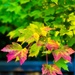 Bright Colors in the Fall by gardenfolk