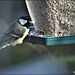 Hungry great tit by rosiekind