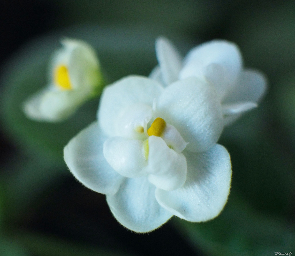 White African Violet by monicac