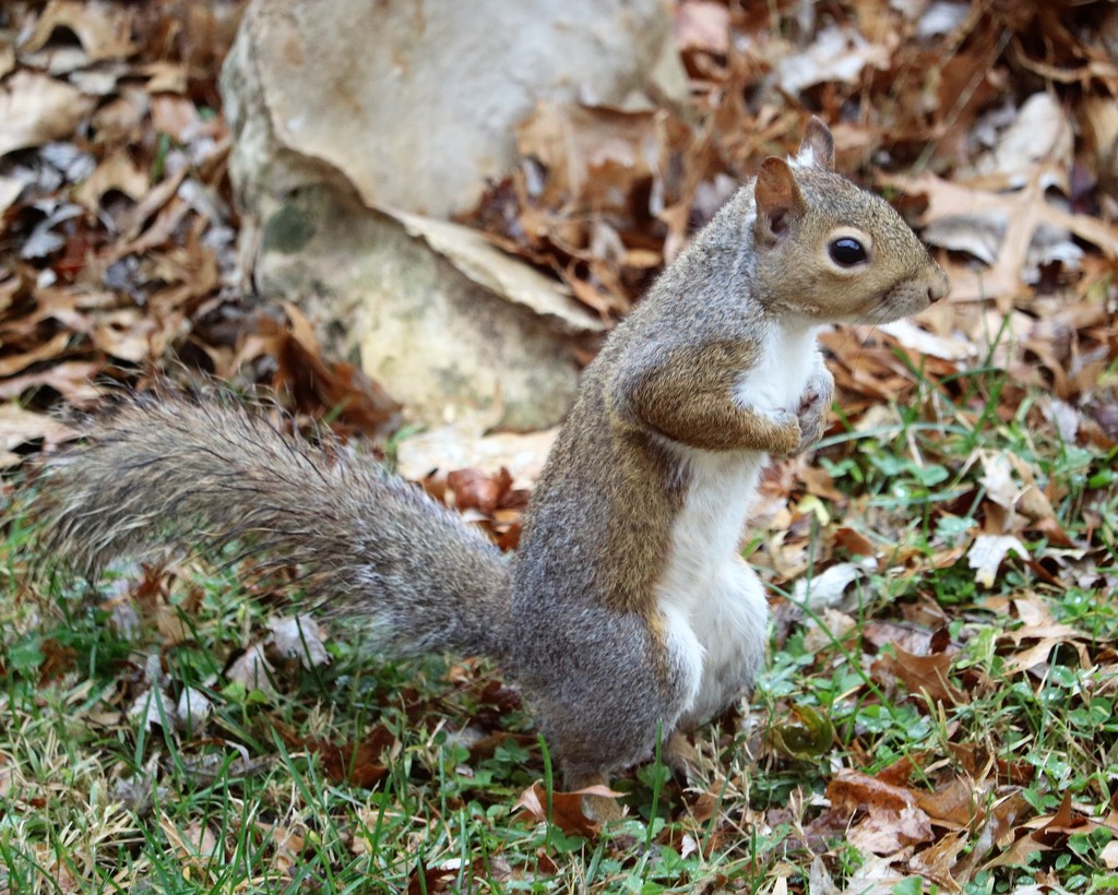 November 22: Squirrel by daisymiller