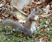 22nd Nov 2020 - November 22: Squirrel