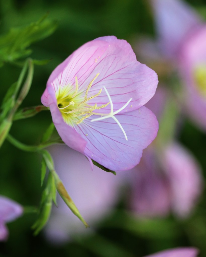 June 5: Pink Primrose by daisymiller