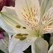 White blossom from yesterday’s bouquet by shutterbug49