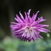 Last of the 2020 Dahlia’s  by phil_sandford