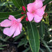 Oleander by loweygrace