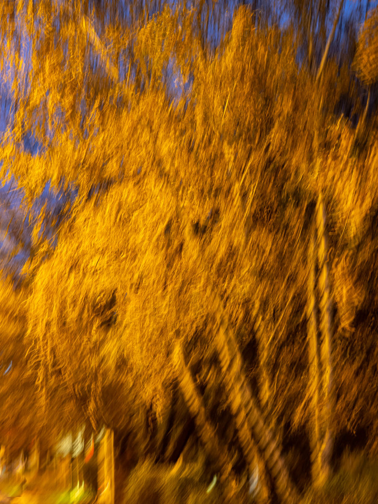 Golden autumn in the blue hour by haskar