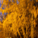 Golden autumn in the blue hour by haskar