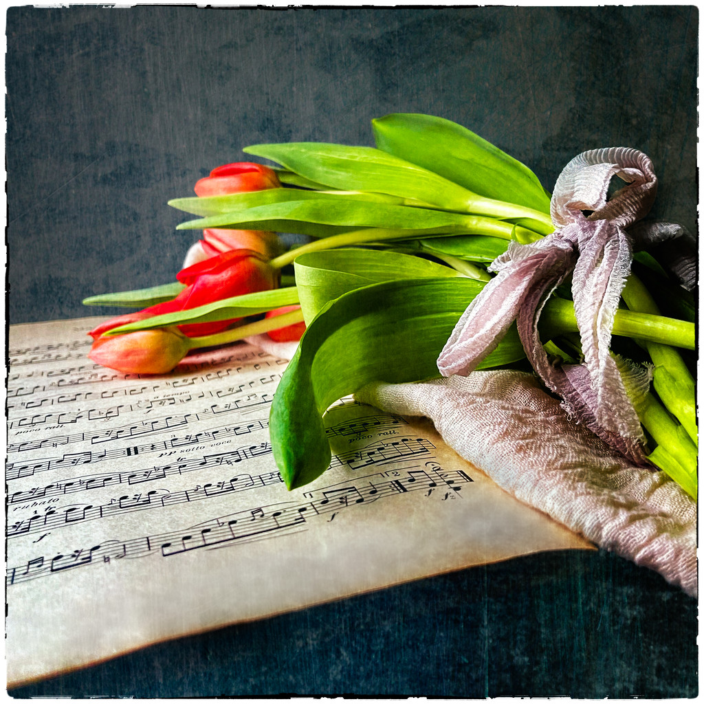 tulips and music by jernst1779