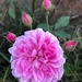 French Rose, Hampton Park Garden, Charleston by congaree