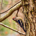Yellow Bellied Sapsucker by mzzhope