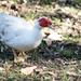 Red faced Muscovy Duck. by sugarmuser