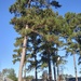 A few tall pines at the PT Center... by marlboromaam
