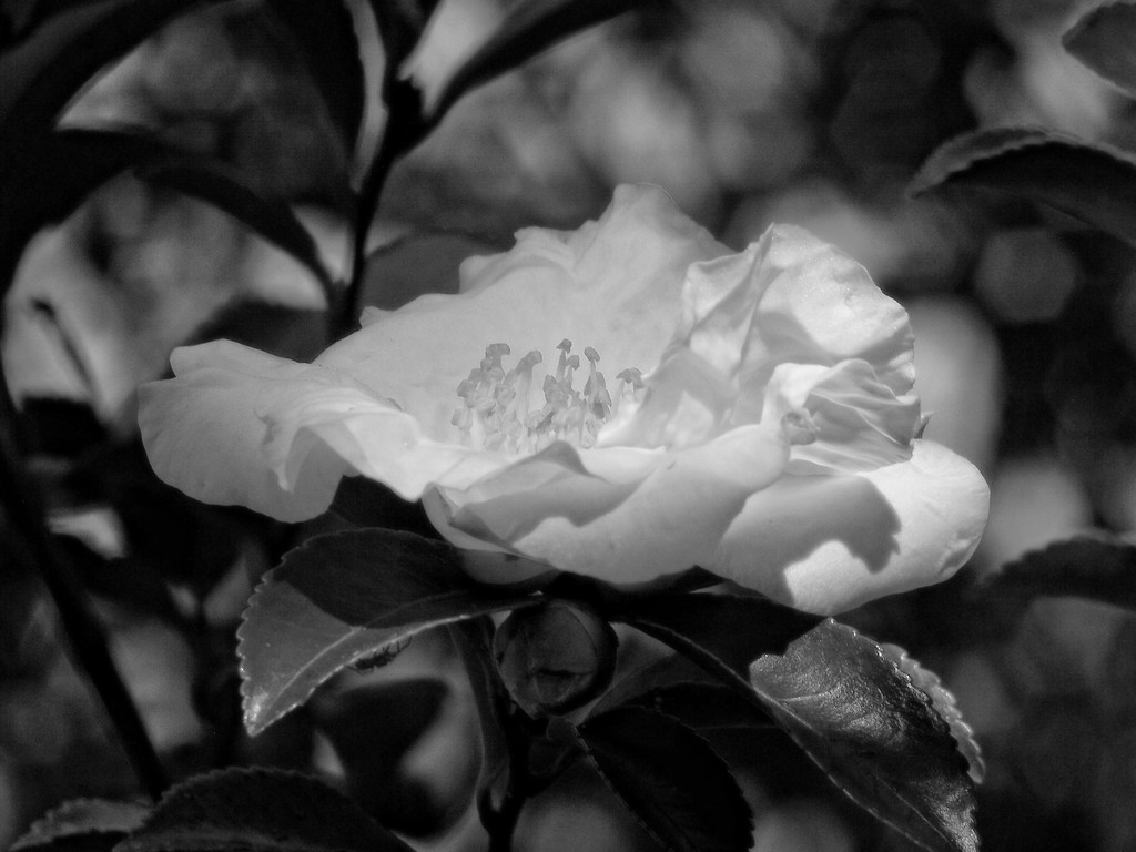 White camellia... by marlboromaam